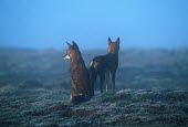 Rear view of pair of Ethiopian wolves - Ethiopia Ethiopian Wolf,Canis simensis,Dog, Coyote, Wolf, Fox,Canidae,Mammalia,Mammals,Chordates,Chordata,Carnivores,Carnivora,Abyssinian wolf,Simien fox,Simien jackal,Loup D'Abyssinie,Lobo Etiope,IUCN Red Lis