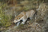 Leopard walking through long grass - Africa spotty,spot,Spots,spotted,hidden,crypsis,Camouflage,camo,disguise,disguised,camouflaged,coloration,Colouration,patterns,patterned,Pattern,coat,furry,pelt,Fur,furs,action,movement,move,Moving,in action