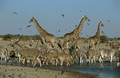Giraffes tower above Greater Kudu and Zebra at a watering whole - Namibia Xeric,Desert,dry,Arid,Terrestrial,ground,drink,thirst,drinks,Drinking,thirsty,gathering,Group,many,collection,assemble,numerous,grouping,collective,gather,assembly,gamming,fresh water,Freshwater,herds