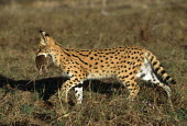 Serval carrying mouse prey - Africa spotty,spot,Spots,spotted,Killing,prey,preyed,predation,killed,kill,patterns,patterned,Pattern,hunt,hunter,stalking,Hunting,stalker,hungry,stalk,hunger,Carnivorous,Carnivore,carnivores,coloration,Colo