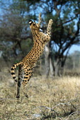 Serval jumping for flying birds - Africa action,movement,move,Moving,in action,in motion,motion,leaps,mid air,jump,jumps,leaping,leap,Jumping,predation,hunt,hunter,stalking,Hunting,stalker,hungry,stalk,hunger,Serval,Leptailurus serval,Felida