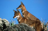 Pair of Ethiopian wolves standing looking in the same directions - Ethiopia blue skies,sunny,Blue sky,bright,Sky,Ethiopian Wolf,Canis simensis,Dog, Coyote, Wolf, Fox,Canidae,Mammalia,Mammals,Chordates,Chordata,Carnivores,Carnivora,Abyssinian wolf,Simien fox,Simien jackal,Loup