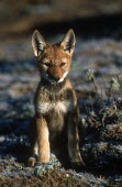 Ethiopian wolf pup sitting in the sun - Ethiopia Portrait,face picture,face shot,Cub,cubs,puppy,puppys,puppies,pups,Pup,Juvenile,immature,child,children,baby,infants,infant,young,babies,Ethiopian Wolf,Canis simensis,Dog, Coyote, Wolf, Fox,Canidae,Ma