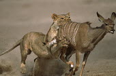Lioness persuing and tripping young kudu prey - Namibia Natural threats,Carnivorous,Carnivore,carnivores,Chasing,chase,chased,predation,hunt,hunter,stalking,Hunting,stalker,hungry,stalk,hunger,Predation,run,Running,sprint,sprinting,action,movement,move,Mov