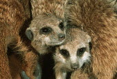 Meerkats huddle together for warmth during winter - Africa family,cute,positive,gathering,Group,many,collection,assemble,numerous,grouping,collective,gather,assembly,gamming,Meerkat,Suricata suricatta,Herpestidae,Mongooses, Meerkat,Carnivores,Carnivora,Mammal