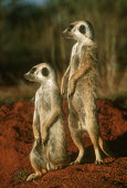 Pair of meerkats standing guard - Kalahari Desert, Africa Terrestrial,ground,environment,ecosystem,Habitat,aware,on-edge,on edge,cautious,Alert,Semi-desert,Xeric,Desert,Meerkat,Suricata suricatta,Herpestidae,Mongooses, Meerkat,Carnivores,Carnivora,Mammalia,M