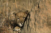 Two month old lion cub looking around a termite mound - Africa Grassland,Juvenile,immature,child,children,baby,infants,infant,young,babies,positive,cute,Cub,cubs,Terrestrial,ground,environment,ecosystem,Habitat,blur,selective focus,blurry,depth of field,Shallow f