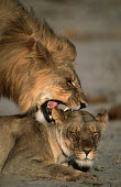 Male & female lions mating - Namibia Grassland,coitus,mate,intimate,mating,reproduce,fornication,fornicate,breeding,romantic,copulating,Sex,intercourse,romance,copulate,Facial portrait,face,Portrait,face picture,face shot,savannahs,savan