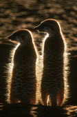 Two meerkats warm up in the early morning sun of winter, rear view - Kalahari Desert, Africa aware,on-edge,on edge,cautious,Alert,Meerkat,Suricata suricatta,Herpestidae,Mongooses, Meerkat,Carnivores,Carnivora,Mammalia,Mammals,Chordates,Chordata,Slender-tailed meerkat,suricate,Subterranean,San