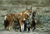 Ethiopian wolf mother with 2 month old pups - Ethiopia Juvenile,immature,child,children,baby,infants,infant,young,babies,Cub,cubs,parenthood,parent,mom,Mother,motherhood,mommy,parental,mum,mummy,mature,fully grown,Adult,grown up,adults,puppy,puppys,puppie