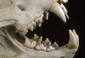 Lion skull showing carnassial teeth - Africa Black background,Teeth,tooth,canine teeth,Canine tooth,bone,bones,skeletal,Skeleton,Mouth,mouthpart,mouths,mouthparts,head,Skull,cranium,face,Lion,Panthera leo,Felidae,Cats,Mammalia,Mammals,Carnivores