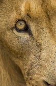 Close-up of a lion's eye - Africa Lion,Panthera leo,Felidae,Cats,Mammalia,Mammals,Carnivores,Carnivora,Chordates,Chordata,Lion d'Afrique,León,leo,Animalia,Savannah,Africa,Scrub,Appendix II,Asia,Panthera,Vulnerable,Desert,Terrestrial,
