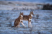 A pair of Ethiopian wolves greet & interact in the early morning - Ethiopia Ethiopian Wolf,Canis simensis,Dog, Coyote, Wolf, Fox,Canidae,Mammalia,Mammals,Chordates,Chordata,Carnivores,Carnivora,Abyssinian wolf,Simien fox,Simien jackal,Loup D'Abyssinie,Lobo Etiope,IUCN Red Lis