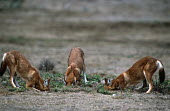 Three Ethiopian wolves searching for rodent prey - Ethiopia Martin Harvey predation,hunt,hunter,stalking,Hunting,stalker,hungry,stalk,hunger,forage,gleaning,glean,Foraging,Ethiopian Wolf,Canis simensis,Dog, Coyote, Wolf, Fox,Canidae,Mammalia,Mammals,Chordates,Chordata,Carnivores,Carnivora,Abyssinian wolf,Simien fox,Simien jackal,Loup D'Abyssinie,Lobo Etiope,IUCN Red List,Critically Endangered,Canis,Terrestrial,Mountains,Africa,Animalia,Carnivorous,Heathland,simensis,Endangered