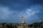 Ethiopian wolf standing in a storm - Ethiopia clouds,Cloud,cloudy,Sky,Storm,stormy,storms,Cloudy sky,Rainstorm,Ethiopian Wolf,Canis simensis,Dog, Coyote, Wolf, Fox,Canidae,Mammalia,Mammals,Chordates,Chordata,Carnivores,Carnivora,Abyssinian wolf,S