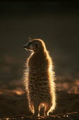 A meerkat warms up in the early morning sun of winter, rear view - Kalahari Desert, Africa aware,on-edge,on edge,cautious,Alert,Meerkat,Suricata suricatta,Herpestidae,Mongooses, Meerkat,Carnivores,Carnivora,Mammalia,Mammals,Chordates,Chordata,Slender-tailed meerkat,suricate,Subterranean,San