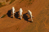 Aerial view of group of camels walking across the desert - Africa Xeric,Desert,herds,gamming,Herd,herding,assemble,dry,Arid,environment,ecosystem,Habitat,Terrestrial,ground,Sand,sand dunes,dunes,Sand dune,dune,Orange background,Camel,Camelus dromedarius,Mammalia,Mam
