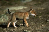 Ethiopian wolf pup - Ethiopia Cub,cubs,play,entertained,entertaining,playing,entertainment,Playful,puppy,puppys,puppies,pups,Pup,Juvenile,immature,child,children,baby,infants,infant,young,babies,Ethiopian Wolf,Canis simensis,Dog,