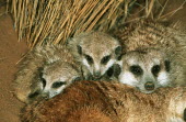 Meerkats huddle together for warmth during winter - Africa cute,positive,gathering,Group,many,collection,assemble,numerous,grouping,collective,gather,assembly,gamming,family,Meerkat,Suricata suricatta,Herpestidae,Mongooses, Meerkat,Carnivores,Carnivora,Mammal
