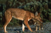 Ethiopian wolf mother & pup interacting - Ethiopia mature,fully grown,Adult,grown up,adults,parenthood,parent,mom,Mother,motherhood,mommy,parental,mum,mummy,Juvenile,immature,child,children,baby,infants,infant,young,babies,puppy,puppys,puppies,pups,Pu