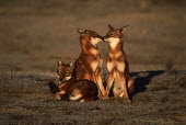 Three Ethiopian wolves greet and interact in the early morning - Ethiopia family,Ethiopian Wolf,Canis simensis,Dog, Coyote, Wolf, Fox,Canidae,Mammalia,Mammals,Chordates,Chordata,Carnivores,Carnivora,Abyssinian wolf,Simien fox,Simien jackal,Loup D'Abyssinie,Lobo Etiope,IUCN