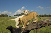 White and tawny Lion cubs playing on a log - Africa Siblings,sibling,family,Offspring,children,young,babies,Cub,cubs,play,entertained,entertaining,playing,entertainment,Playful,Juvenile,immature,child,baby,infants,infant,positive,cute,Lion,Panthera leo