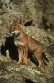 Ethiopian wolf pup - Ethiopia Portrait,face picture,face shot,Cub,cubs,Juvenile,immature,child,children,baby,infants,infant,young,babies,puppy,puppys,puppies,pups,Pup,Ethiopian Wolf,Canis simensis,Dog, Coyote, Wolf, Fox,Canidae,Ma