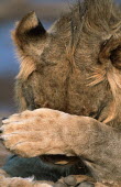 Male lion covering face with paw -  Africa Portrait,face picture,face shot,Grassland,Facial portrait,face,Terrestrial,ground,savannahs,savana,savannas,shrubland,savannah,Savanna,environment,ecosystem,Habitat,Lion,Panthera leo,Felidae,Cats,Mamm