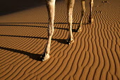 Camel legs on ridged sand - Morocco, Africa Camel,Camelus dromedarius,Mammalia,Mammals,Chordates,Chordata,Even-toed Ungulates,Artiodactyla,Camelidae,Camels