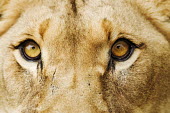 Close-up of a lioness eyes - Africa Lion,Panthera leo,Felidae,Cats,Mammalia,Mammals,Carnivores,Carnivora,Chordates,Chordata,Lion d'Afrique,León,leo,Animalia,Savannah,Africa,Scrub,Appendix II,Asia,Panthera,Vulnerable,Desert,Terrestrial,
