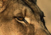 Close-up portrait of a lioness - Africa Lion,Panthera leo,Felidae,Cats,Mammalia,Mammals,Carnivores,Carnivora,Chordates,Chordata,Lion d'Afrique,León,leo,Animalia,Savannah,Africa,Scrub,Appendix II,Asia,Panthera,Vulnerable,Desert,Terrestrial,