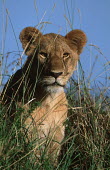 Portrait of lioness sitting in long grass - Africa Terrestrial,ground,lady,female,girl,woman,Grassland,lionesses,Lioness,environment,ecosystem,Habitat,Lion,Panthera leo,Felidae,Cats,Mammalia,Mammals,Carnivores,Carnivora,Chordates,Chordata,Lion d'Afriq