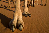 Close-up of camel foot and two toes - Morocco, Africa Camel,Camelus dromedarius,Mammalia,Mammals,Chordates,Chordata,Even-toed Ungulates,Artiodactyla,Camelidae,Camels