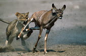 Lioness persuing and tripping young kudu prey - Namibia Carnivorous,Carnivore,carnivores,Natural threats,run,Running,sprint,sprinting,Chasing,chase,chased,predation,hunt,hunter,stalking,Hunting,stalker,hungry,stalk,hunger,Killing,prey,preyed,killed,kill,fi