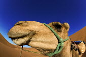 Camel head side portrait - Morocco, Africa Xeric,Desert,arid,drought,waterless,no water,dried up,barren,baked,Dry,parched,moistureless,Sky,blue skies,sunny,Blue sky,bright,Tourism,dry,Arid,Terrestrial,ground,environment,ecosystem,Habitat,Camel