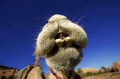 Close-up of camel nose - Morocco, Africa Camel,Camelus dromedaries