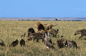 Lion, hyaena & vultures together in the grassland - Kenya Terrestrial,ground,savannahs,savana,savannas,shrubland,savannah,Savanna,environment,ecosystem,Habitat,Grassland,food,feed,hungry,eat,hunger,Feeding,eating,Competition,compete,competitive,Lion,Panthera