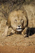 Male lion running towards camera - Namibia savannahs,savana,savannas,shrubland,savannah,Savanna,Terrestrial,ground,fierce,scary,run,Running,sprint,sprinting,action,movement,move,Moving,in action,in motion,motion,Grassland,environment,ecosystem
