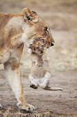 Lioness carrying cub - Kenya mature,fully grown,Adult,grown up,adults,lady,female,girl,woman,Cub,cubs,parenthood,parent,mom,Mother,motherhood,mommy,parental,mum,mummy,lionesses,Lioness,Juvenile,immature,child,children,baby,infant