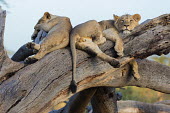 Young male lions sleeping on a dead tree - Africa savannahs,savana,savannas,shrubland,savannah,Savanna,Juvenile,immature,child,children,baby,infants,infant,young,babies,sleep,tired,exhausted,nap,asleep,snooze,nap time,sleeping,Tired,exhaustion,sleepy