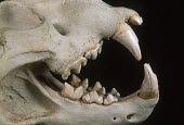 Lion skull showing carnassial teeth - Africa head,Skull,cranium,canine teeth,Canine tooth,face,Teeth,tooth,bone,bones,skeletal,Skeleton,Black background,Mouth,mouthpart,mouths,mouthparts,Lion,Panthera leo,Felidae,Cats,Mammalia,Mammals,Carnivores