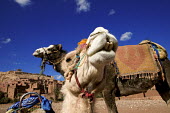 Close-up of two camels taken from below - Morocco, Africa Camel,Camelus dromedaries