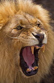 Portrait of male lion facing camera - Africa canine teeth,Canine tooth,Teeth,tooth,open mouth,Yawning,yawn,face,Mouth,mouthpart,mouths,mouthparts,Lion,Panthera leo,Felidae,Cats,Mammalia,Mammals,Carnivores,Carnivora,Chordates,Chordata,Lion d'Afri
