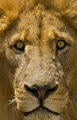 Close-up of male lion eye and face - Africa Lion,Panthera leo,Felidae,Cats,Mammalia,Mammals,Carnivores,Carnivora,Chordates,Chordata,Lion d'Afrique,León,leo,Animalia,Savannah,Africa,Scrub,Appendix II,Asia,Panthera,Vulnerable,Desert,Terrestrial,