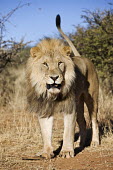 Male lion alert with tail raised - Namibia Grassland,Portrait,face picture,face shot,Terrestrial,ground,environment,ecosystem,Habitat,savannahs,savana,savannas,shrubland,savannah,Savanna,tail,boy,man,male,Lion,Panthera leo,Felidae,Cats,Mammali