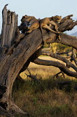 Young male lions sleeping on a dead tree - Africa Juvenile,immature,child,children,baby,infants,infant,young,babies,boy,man,male,savannahs,savana,savannas,shrubland,savannah,Savanna,Tired,exhaustion,exhausted,sleepy,lazy,resting,rested,rest,sleep,tir