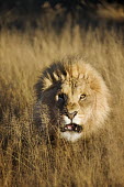 Male lion snarling in long grass - Africa environment,ecosystem,Habitat,miserable,Grumpy,bored,grump,negative,sad,boy,man,male,fierce,scary,Facial portrait,face,Portrait,face picture,face shot,savannahs,savana,savannas,shrubland,savannah,Sava
