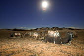 Camels used for tourist trek rest under the full moon - Morocco, Africa Camel,Camelus dromedaries