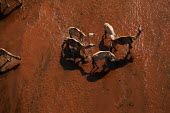Aerial view of group of camels walking across the desert - Africa Xeric,Desert,dry,Arid,herds,gamming,Herd,herding,assemble,Orange background,Terrestrial,ground,sand dunes,dunes,Sand dune,dune,environment,ecosystem,Habitat,Sand,Camel,Camelus dromedarius,Mammalia,Mam