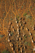 Aerial view of group of camels - Kenya, Africa Camel,Camelus dromedaries